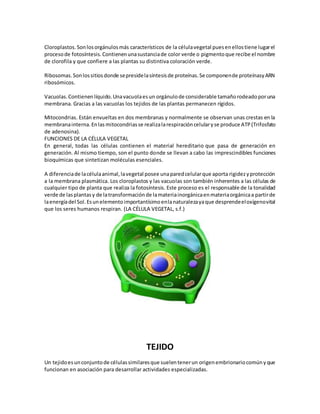Cloroplastos.Sonlosorgánulosmás característicos de la célulavegetal puesenellostiene lugarel
procesode fotosíntesis.Contienenunasustanciade color verde o pigmentoque recibe el nombre
de clorofila y que confiere a las plantas su distintiva coloración verde.
Ribosomas.Sonlossitiosdonde sepresidelasíntesisde proteínas.Se componende proteínasyARN
ribosómicos.
Vacuolas.Contienenlíquido.Unavacuolaesun orgánulode considerable tamañorodeadoporuna
membrana. Gracias a las vacuolas los tejidos de las plantas permanecen rígidos.
Mitocondrias. Están envueltas en dos membranas y normalmente se observan unas crestas en la
membranainterna.Enlas mitocondriasse realizalarespiracióncelularyse produce ATP(Trifosfato
de adenosina).
FUNCIONES DE LA CÉLULA VEGETAL
En general, todas las células contienen el material hereditario que pasa de generación en
generación. Al mismo tiempo, son el punto donde se llevan a cabo las imprescindibles funciones
bioquímicas que sintetizan moléculas esenciales.
A diferenciade lacélulaanimal,lavegetal posee unaparedcelularque aporta rigidezyprotección
a la membrana plasmática. Los cloroplastos y las vacuolas son también inherentes a las células de
cualquier tipo de planta que realiza la fotosíntesis. Este proceso es el responsable de la tonalidad
verde de lasplantasy de latransformaciónde lamateriainorgánicaenmateriaorgánicaa partirde
laenergíadel Sol.Esunelementoimportantísimoenlanaturalezayaque desprendeeloxígenovital
que los seres humanos respiran. (LA CÉLULA VEGETAL, s.f.)
TEJIDO
Un tejidoesunconjuntode célulassimilaresque suelentenerun origenembrionariocomúnyque
funcionan en asociación para desarrollar actividades especializadas.
 