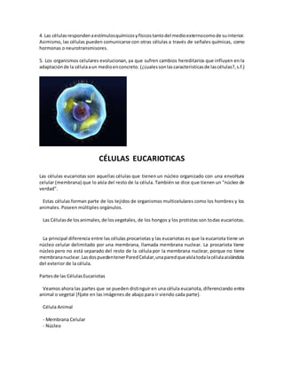 4. Las célulasrespondenaestímulosquímicosyfísicostantodel medioexternocomode suinterior.
Asimismo, las células pueden comunicarse con otras células a través de señales químicas, como
hormonas o neurotransmisores.
5. Los organismos celulares evolucionan, ya que sufren cambios hereditarios que influyen en la
adaptaciónde la célulaaun medioenconcreto. (¿cualessonlascaracteristicasde lascélulas?,s.f.)
CÉLULAS EUCARIOTICAS
Las células eucariotas son aquellas células que tienen un núcleo organizado con una envoltura
celular (membrana) que lo aísla del resto de la célula. También se dice que tienen un "núcleo de
verdad".
Estas células forman parte de los tejidos de organismos multicelulares como los hombres y los
animales. Poseen múltiples orgánulos.
Las Célulasde losanimales,de losvegetales, de los hongos y los protistas son todas eucariotas.
La principal diferencia entre las células procariotas y las eucariotas es que la eucariota tiene un
núcleo celular delimitado por una membrana, llamada membrana nuclear. La procariota tiene
núcleo pero no está separado del resto de la célula por la membrana nuclear, porque no tiene
membrananuclear.LasdospuedentenerParedCelular,unaparedqueaíslatodalacélulaaislándola
del exterior de la célula.
Partesde las CélulasEucariotas
Veamos ahora las partes que se pueden distinguir en una célula eucariota, diferenciando entra
animal o vegetal (fíjate en las imágenes de abajo para ir viendo cada parte).
Célula Animal
- Membrana Celular
- Núcleo
 