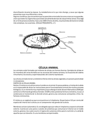 diversificación durante las épocas. Su metabolismo es lo que más diverge, y causa que algunas
procariotas sean muy diferentes a otras.
Algunoscientíficos,que encuentranque losparecidosentretodoslosseresvivossonmuygrandes,
creenque todoslosorganismosqueexistenactualmentederivande estaprimitiva célula.A loslargo
de unlentoprocesoevolutivo,hace unos1500millonesdeaños,lasprocariotasderivaronencélulas
más complejas, las eucariotas. (CÉLULA PROCARIOTA, s.f.)
CÉLULA ANIMAL
Los animales están formados por millones de células con formas diversas. Ejemplos de células en
los miembros del reino Animalia son las neuronas del sistema nervioso, los leucocitos del sistema
inmunitario y los óvulos y espermatozoides del sistema reproductor.
Las célulasanimalestienenundiámetroinferioral de lascélulasvegetalesynoposeenparedcelular
ni cloroplastos
PARTES DE LA CÉLULA ANIMAL
Núcleo.El núcleoesalacélulacomoel cerebroesal animal.Enpocaspalabras,elnúcleode lacélula
es el responsable de dictar las instrucciones para el funcionamientocorrecto de muchos procesos
biológicos.Esun elementomuyimportante yaque albergael ácido desoxirribonucleico(ADN)que
contiene lainformacióngenéticaaheredar.El ADN unidoaproteínasformala cromatina, lacual,al
condensarse al momento de la división celular, genera unas estructuras semejantes a hilos: los
famosos cromosomas.
El núcleo es un orgánulo ya que se encuentra en el citoplasma. Ocupa hasta el 10 por ciento del
espacio del interior de la célula y es el componente más grande de la célula.
Membrana celularoplasmática.Es unadelgadacapa que rodeael citoplasmayseparala céluladel
exterior. Cuenta con unos poros o canales de proteínas que comunican el interior con el medio
externo, gracias a las cuales ocurre el ingreso de sustancias útiles para la nutrición y la salida de
aquellas que son desecho. Es una membrana semipermeable.
 