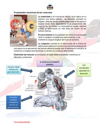 PAOLARIVERABRIONES
Propiedades mecánicas de los músculos
La elasticidad si al musculo en reposo, se le aplica en su
extremo una fuerza externa, se distiende, aumenta su
longitud, después de que cesa la carga externa recupera su
longitud inicial. Esta dependencia no es proporcional. (No
sigue la ley de Hooke) La viscosidad se puede observar
cuando la deformación es más lenta por acción de las
fuerzas internas.
El escurrimiento es la propiedad que tiene el musculo para
variar su longitud a medida que pase el tiempo, si se
mantiene la carga la longitud del musculo aumenta.
La relajación consiste en la disminución de la fuerza de
deformación elástica en el transcurso del tiempo después de
una pausa no se aprovechan las fuerzas elásticas previas que al estirarse el musculo y al
conservar su longitud esta disminuye su tensión en un tiempo determinado.
Elasticidad del musculo es el conjunto de todas estas propiedades mecánicas en
diferentes condiciones.
EL MUSCULO ALTAMENTE
ELASTICO Una
considerable
capacidad a la
distensión.
Una gran rigidez
durante una
gran distensión.
Pequeñas
pérdidas
energéticas
durante las
deformaciones.
 