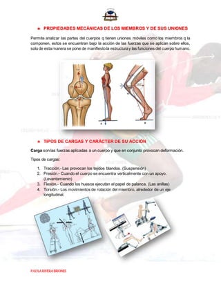 PAOLARIVERABRIONES
 PROPIEDADES MECÁNICAS DE LOS MIEMBROS Y DE SUS UNIONES
Permite analizar las partes del cuerpos q tienen uniones móviles como los miembros q la
componen, estos se encuentran bajo la acción de las fuerzas que se aplican sobre ellos,
solo de esta manera se pone de manifiesto la estructuray las funciones del cuerpo humano.
 TIPOS DE CARGAS Y CARÁCTER DE SU ACCIÓN
Carga son las fuerzas aplicadas a un cuerpo y que en conjunto provocan deformación.
Tipos de cargas:
1. Tracción.- Las provocan los tejidos blandos. (Suspensión)
2. Presión.- Cuando el cuerpo se encuentra verticalmente con un apoyo.
(Levantamiento)
3. Flexión.- Cuando los huesos ejecutan el papel de palanca. (Las anillas)
4. Torsión.- Los movimientos de rotación del miembro, alrededor de un eje
longitudinal.
 