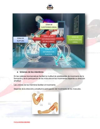 PAOLARIVERABRIONES
 Uniones de los miembros
En las cadenas biocinematicas facilitan la multitud de posibilidades de movimiento de la
formación y de la participación de los músculos en los movimientos depende su dirección
amplitud
Las uniones de los miembros facilitan el movimiento.
Depende de la dirección y amplitud la participación del movimiento de los músculos.
ZONA DE
ELASTICIDAD LINEAL
ZONA DE
DEFORMACION
PLASTICA
ZONA DE
RUPTURA
ZONA DE
ELASTICIDAD NO
LINEAL
ZONA DE LAS
DEFORMACIONES
DE UN CUERPO
 