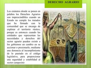 DERECHO AGRARIO
Los estatutos donde se ponen en
palabra los Derechos Agrarios
son imprescindibles cuando un
Estado no cumple los tratados
que ha firmado con la
comunidad que se encarga de
explotar el territorio rústico,
porque es entonces cuando las
entidades que representan las
necesidades y derechos del
sector agrario pueden existir a
los gobiernos un cambio en su
accionar o presionarlo, mediante
una denuncia al incumplimiento
de lo pautado en el código
legislativo, para proporcionar
una seguridad y estabilidad al
sector campesino
 