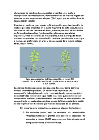 alimentarse de este tipo de compuestos presentes en el suelo, e
incorporarlos a su metabolismo, transformándolos en materia vegetal así
como en productos gaseosos simples (CO2, agua) que se emiten durante
la respiración vegetal.

En minería resulta de gran interés la fitoextracción, para la extracción de
metales pesados presentes en el suelo (figura 8f). En este caso, la planta
absorbe los metales pesados del suelo, siempre y cuando se encuentren
en formas biodisponibles (en disolución, o formando complejos
orgánicos), y los incorpora a su metabolismo. En la mayor parte de los
casos el resultado es una acumulación del metal pesado en la planta, que
a menudo es preferencial en unos u otros órganos de la misma (raíces,
tallos, hojas, frutos).




           Base conceptual de la Fito extracción: el metal (Ni)
      contenido en el suelo es captado por la planta e incorporado
                             a sus tejidos.

Las raíces de algunas plantas son capaces de actuar como barreras
frente a los metales pesados. En estos casos se produce una
acumulación del metal pesado en la corteza de la raíz, puesto que éstos
son arrastrados junto con el agua hasta ésta, y ahí quedan detenidos y
acumulados. También pueden favorecer reacciones de transformación del
contaminante en sustancias químicas menos dañinas, mediante la acción
de los organismos o bacterias que viven en las raíces de las plantas.

      Sin embargo, este procedimiento presenta algunas limitaciones:

         1. No cualquier planta vale, se requieren las denominadas
            “hiperacumuladoras”: plantas que poseen la capacidad de
            acumular y tolerar 10-100 veces más un determinado metal
            comparado con las plantas normales.
 