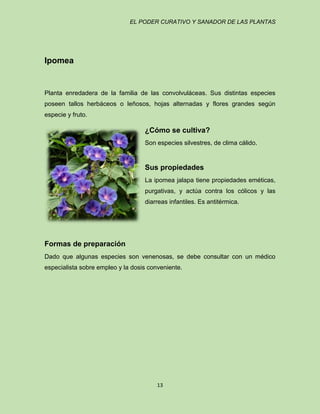 EL PODER CURATIVO Y SANADOR DE LAS PLANTAS

Ipomea

Planta enredadera de la familia de las convolvuláceas. Sus distintas especies
poseen tallos herbáceos o leñosos, hojas alternadas y flores grandes según
especie y fruto.

¿Cómo se cultiva?
Son especies silvestres, de clima cálido.

Sus propiedades
La ipomea jalapa tiene propiedades eméticas,
purgativas, y actúa contra los cólicos y las
diarreas infantiles. Es antitérmica.

Formas de preparación
Dado que algunas especies son venenosas, se debe consultar con un médico
especialista sobre empleo y la dosis conveniente.

13

 
