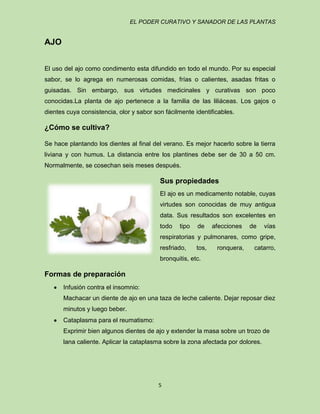 EL PODER CURATIVO Y SANADOR DE LAS PLANTAS

AJO
El uso del ajo como condimento esta difundido en todo el mundo. Por su especial
sabor, se lo agrega en numerosas comidas, frías o calientes, asadas fritas o
guisadas. Sin embargo, sus virtudes medicinales y curativas son poco
conocidas.La planta de ajo pertenece a la familia de las liliáceas. Los gajos o
dientes cuya consistencia, olor y sabor son fácilmente identificables.

¿Cómo se cultiva?
Se hace plantando los dientes al final del verano. Es mejor hacerlo sobre la tierra
liviana y con humus. La distancia entre los plantines debe ser de 30 a 50 cm.
Normalmente, se cosechan seis meses después.

Sus propiedades
El ajo es un medicamento notable, cuyas
virtudes son conocidas de muy antigua
data. Sus resultados son excelentes en
todo

tipo

de

afecciones

de

vías

respiratorias y pulmonares, como gripe,
resfriado,

tos,

ronquera,

catarro,

bronquitis, etc.

Formas de preparación
Infusión contra el insomnio:
Machacar un diente de ajo en una taza de leche caliente. Dejar reposar diez
minutos y luego beber.
Cataplasma para el reumatismo:
Exprimir bien algunos dientes de ajo y extender la masa sobre un trozo de
lana caliente. Aplicar la cataplasma sobre la zona afectada por dolores.

5

 