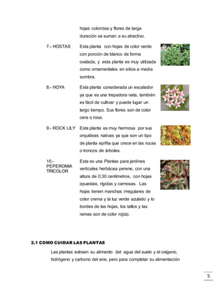 5
hojas coloridas y flores de larga
duración se suman a su atractivo.
7.- HOSTAS Esta planta con hojas de color verde
con porción de blanco de forma
ovalada, y esta planta es muy utilizada
como ornamentales en sitios a media
sombra.
8.- HOYA Esta planta considerada un escalador
ya que es una trepadora nata, también
es fácil de cultivar y puede lugar un
largo tiempo. Sus flores son de color
cera o rosa.
9.- ROCK LILY Esta planta es muy hermosa por sus
orquídeas nativas ya que son un tipo
de planta epifita que crece en las rocas
o troncos de árboles.
10.-
PEPEROMIA
TRICOLOR
Esta es una Plantas para jardines
verticales herbácea perene, con una
altura de 0.30 centímetros, con hojas
opuestas, rígidas y carnosas. Las
hojas tienen manchas irregulares de
color crema y la luz verde azulado y lo
bordes de las hojas, los tallos y las
ramas son de color rojizo.
2.1 COMO CUIDAR LAS PLANTAS
Las plantas extraen su alimento del agua del suelo y el oxígeno,
hidrógeno y carbono del aire, pero para completar su alimentación
 