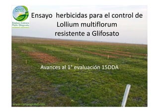 Ensayo herbicidas para el control de
Lollium multiflorum
resistente a Glifosato
Avances al 1° evaluación 15DDA
www.campoglobal.com
 