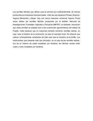 Las semillas híbridas que utilizan para la siembra son preferentemente de marcas
producidas por empresas transnacionales, entre las que destacan Pioneer (Dupont),
Asgrow (Monsanto) y Bayer. Hay una marca mexicana comercial: Aspros. Pocas
veces utilizan las semillas híbridas producidas por el Instituto Nacional de
Investigaciones Forestales, Agrícolas y Pecuarias (INIFAP); no obstante, reconocen
que estas semillas se adaptan bien a las condiciones agroclimáticas del estado de
Puebla. Cabe destacar que en ocasiones también siembran semillas nativas, en
cuyo caso el destino de la producción es para el mercado local. Se observó que
cultivan principalmente variedades de color azul para la industria de la tortilla. Los
rendimientos que presenta este tipo productor, en el caso de las semillas nativas,
son de un máximo de cuatro toneladas por hectárea; las híbridas oscilan entre
cuatro y ocho toneladas por hectárea.
 