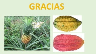 Ensayo Piña Cacao Malezas.pdf