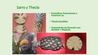 Ensayo Piña Cacao Malezas.pdf