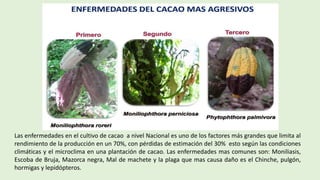 Ensayo Piña Cacao Malezas.pdf