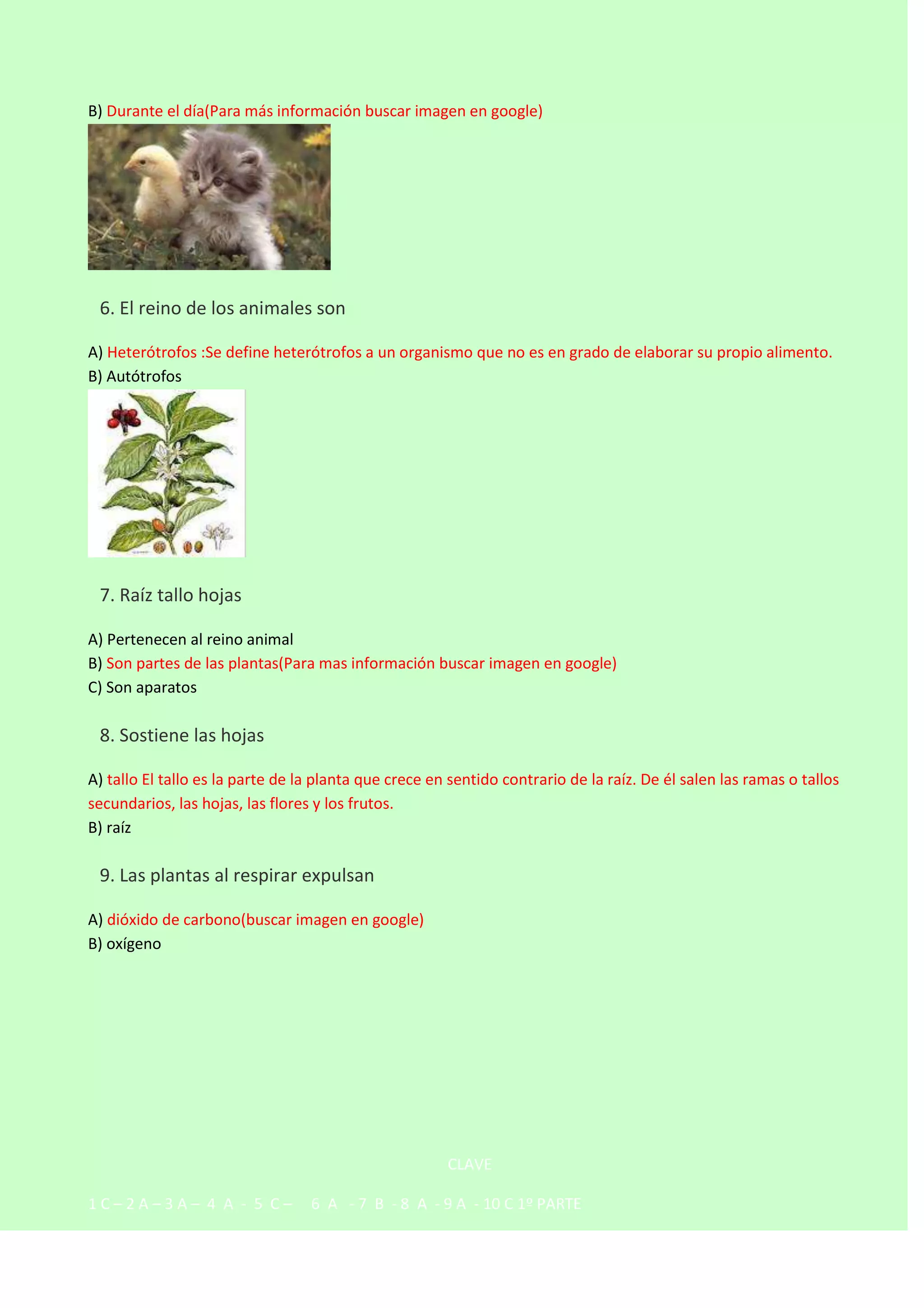 B) Durante el día(Para más información buscar imagen en google)



6. El reino de los animales son
A) Heterótrofos :Se define heterótrofos a un organismo que no es en grado de elaborar su propio alimento.
B) Autótrofos



7. Raíz tallo hojas
A) Pertenecen al reino animal
B) Son partes de las plantas(Para mas información buscar imagen en google)
C) Son aparatos



8. Sostiene las hojas
A) tallo El tallo es la parte de la planta que crece en sentido contrario de la raíz. De él salen las ramas o tallos
secundarios, las hojas, las flores y los frutos.
B) raíz



9. Las plantas al respirar expulsan
A) dióxido de carbono(buscar imagen en google)
B) oxígeno

CLAVE
1C–2A–3A– 4 A - 5 C–

6 A - 7 B - 8 A - 9 A - 10 C 1º PARTE

 