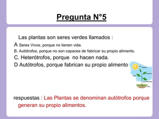 Pregunta N°5
Las plantas son seres verdes llamados :
A Seres Vivos, porque no tienen vida.
B. Autótrofos, porque no son capaces de fabricar su propio alimento.
C. Heterótrofos, porque no hacen nada.
D Autótrofos, porque fabrican su propio alimento.
respuestas : Las Plantas se denominan autótrofos porque
generan su propio alimentos.
 