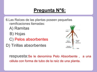 Pregunta N°6:
6.Las Raíces de las plantas poseen pequeñas
ramificaciones llamadas:
A) Ramitas
B) Hojas
C) Pelos absorbentes
D) Tirillas absorbentes
respuesta:Se le denomina Pelo Absorbente , a una
célula con forma de tubo de la raíz de una planta.
 