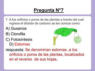 Pregunta N°7
7. A los orificios o poros de las plantas a través del cual
ingresa el dióxido de carbono se les conoce como:
A) Gusanos
B) Clorofila
C) Fotosíntesis
D) Estomas
respuesta: Se denominan estomas ,a los
orificios o poros de las plantas, localizados
en el reverso de sus hojas.
 