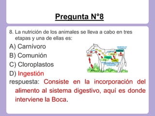 Pregunta N°8
8. La nutrición de los animales se lleva a cabo en tres
etapas y una de ellas es:
A) Carnívoro
B) Comunión
C) Cloroplastos
D) Ingestión
respuesta: Consiste en la incorporación del
alimento al sistema digestivo, aquí es donde
interviene la Boca.
 
