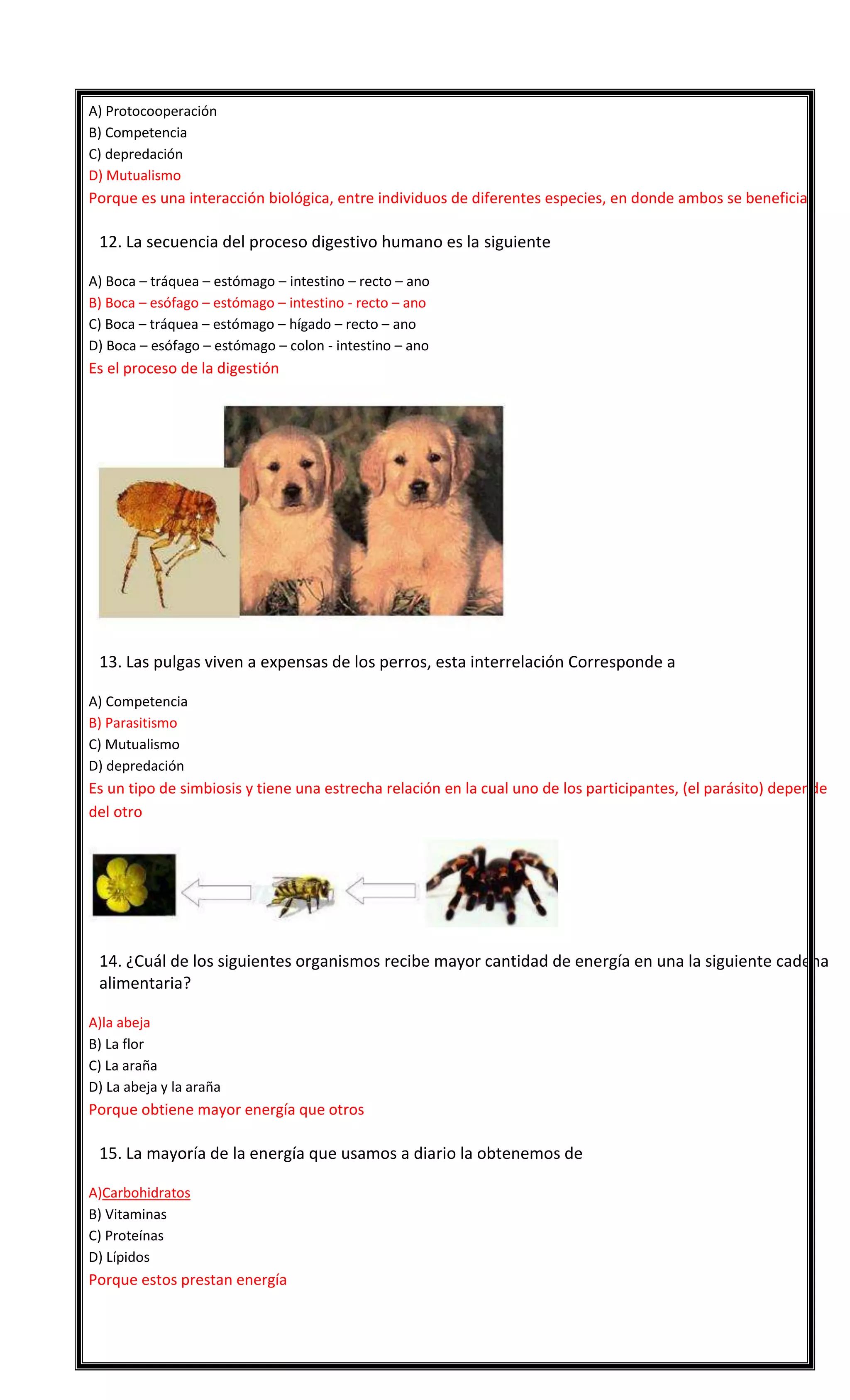 A) Protocooperación
B) Competencia
C) depredación
D) Mutualismo

Porque es una interacción biológica, entre individuos de diferentes especies, en donde ambos se benefician


12. La secuencia del proceso digestivo humano es la siguiente
A) Boca – tráquea – estómago – intestino – recto – ano
B) Boca – esófago – estómago – intestino - recto – ano
C) Boca – tráquea – estómago – hígado – recto – ano
D) Boca – esófago – estómago – colon - intestino – ano

Es el proceso de la digestión



13. Las pulgas viven a expensas de los perros, esta interrelación Corresponde a
A) Competencia
B) Parasitismo
C) Mutualismo
D) depredación

Es un tipo de simbiosis y tiene una estrecha relación en la cual uno de los participantes, (el parásito) depende
del otro



14. ¿Cuál de los siguientes organismos recibe mayor cantidad de energía en una la siguiente cadena
alimentaria?
A)la abeja
B) La flor
C) La araña
D) La abeja y la araña

Porque obtiene mayor energía que otros


15. La mayoría de la energía que usamos a diario la obtenemos de
A)Carbohidratos
B) Vitaminas
C) Proteínas
D) Lípidos

Porque estos prestan energía



 