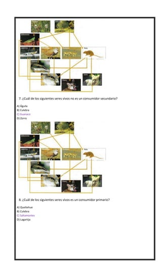 

7. ¿Cuál de los siguientes seres vivos no es un consumidor secundario?
A) Águila
B) Culebra
C) Guanaco
D) Zorro



8. ...