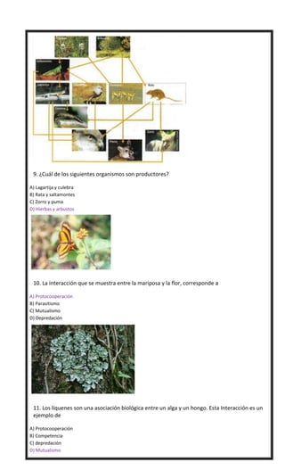 

9. ¿Cuál de los siguientes organismos son productores?
A) Lagartija y culebra
B) Rata y saltamontes
C) Zorro y puma
D) ...