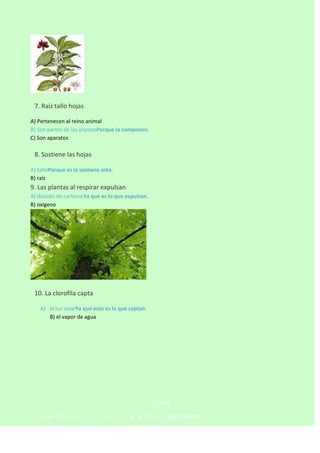 

7. Raíz tallo hojas
A) Pertenecen al reino animal
B) Son partes de las plantasPorque la componen.
C) Son aparatos



8. Sostiene las hojas
A) talloPorque es la sostiene esta.
B) raíz

9. Las plantas al respirar expulsan
A) dióxido de carbonoYa que es lo que expulsan.
B) oxígeno



10. La clorofila capta
A) la luz solarYa que esto es lo que captan.
B) el vapor de agua

CLAVE
1C–2A–3A– 4 A - 5 C–

6 A - 7 B - 8 A - 9 A - 10 C 1º PARTE

 