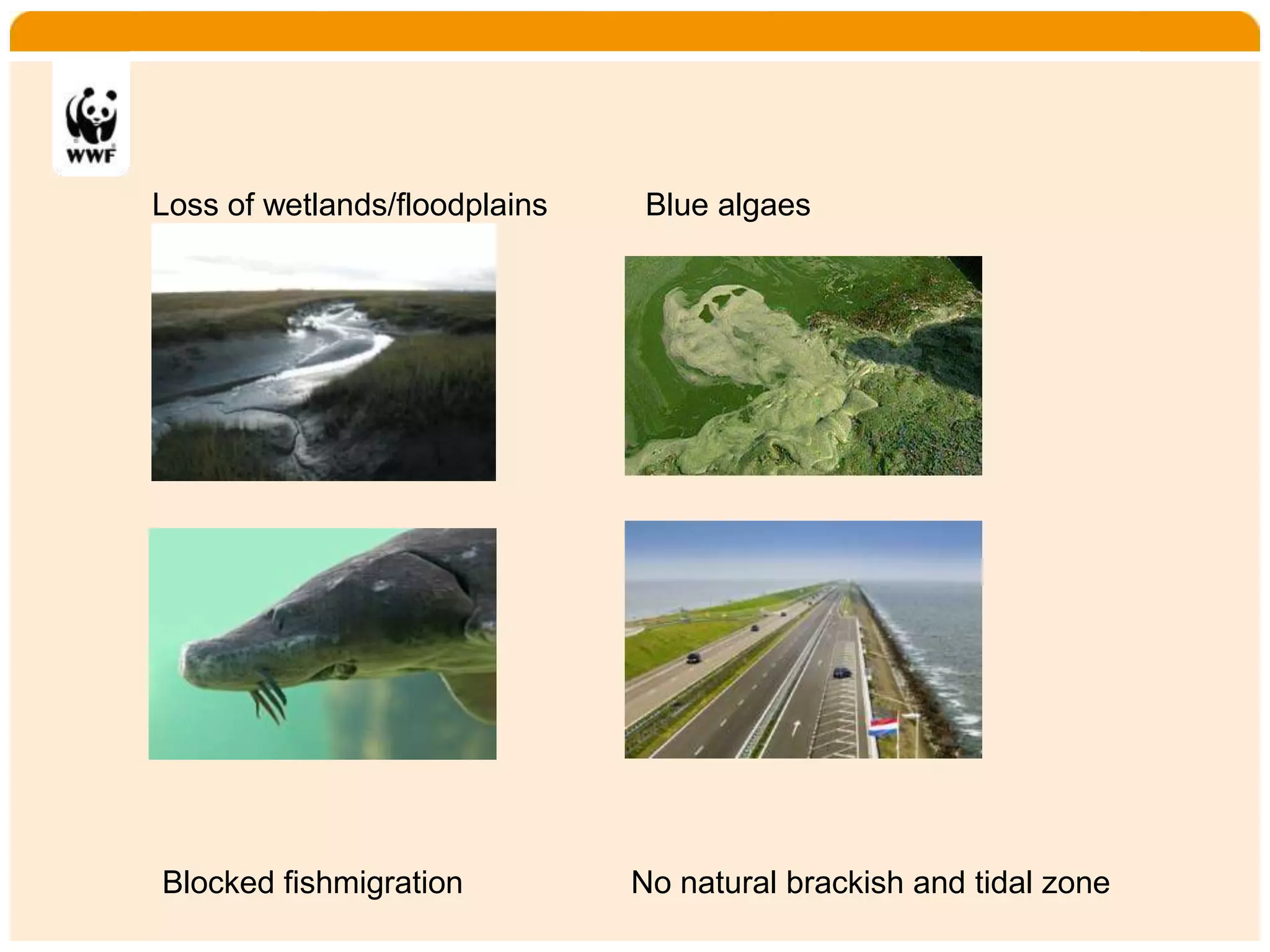 Home    Organisatie   Natuurbescherming   Projecten   Marketing en Communicatie   Contact




       Loss of wetlands/floodplains        Blue algaes




       Blocked fishmigration              No natural brackish and tidal zone
 