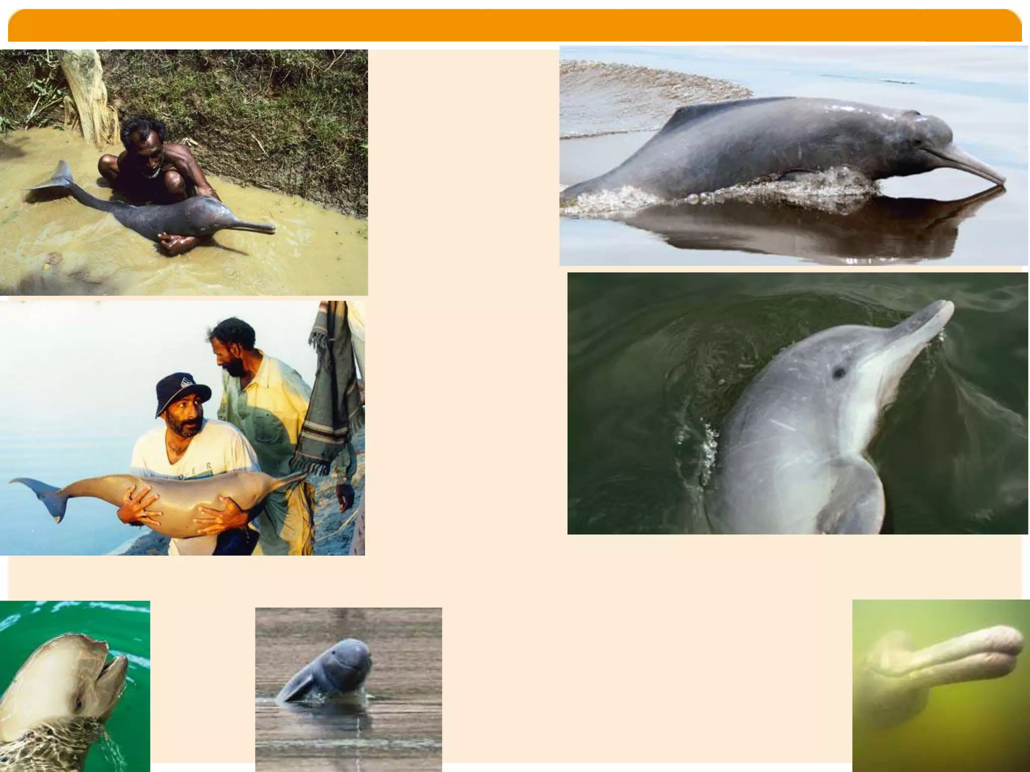 Home   Organisatie   Natuurbescherming   Projecten   Marketing en Communicatie   Contact
 