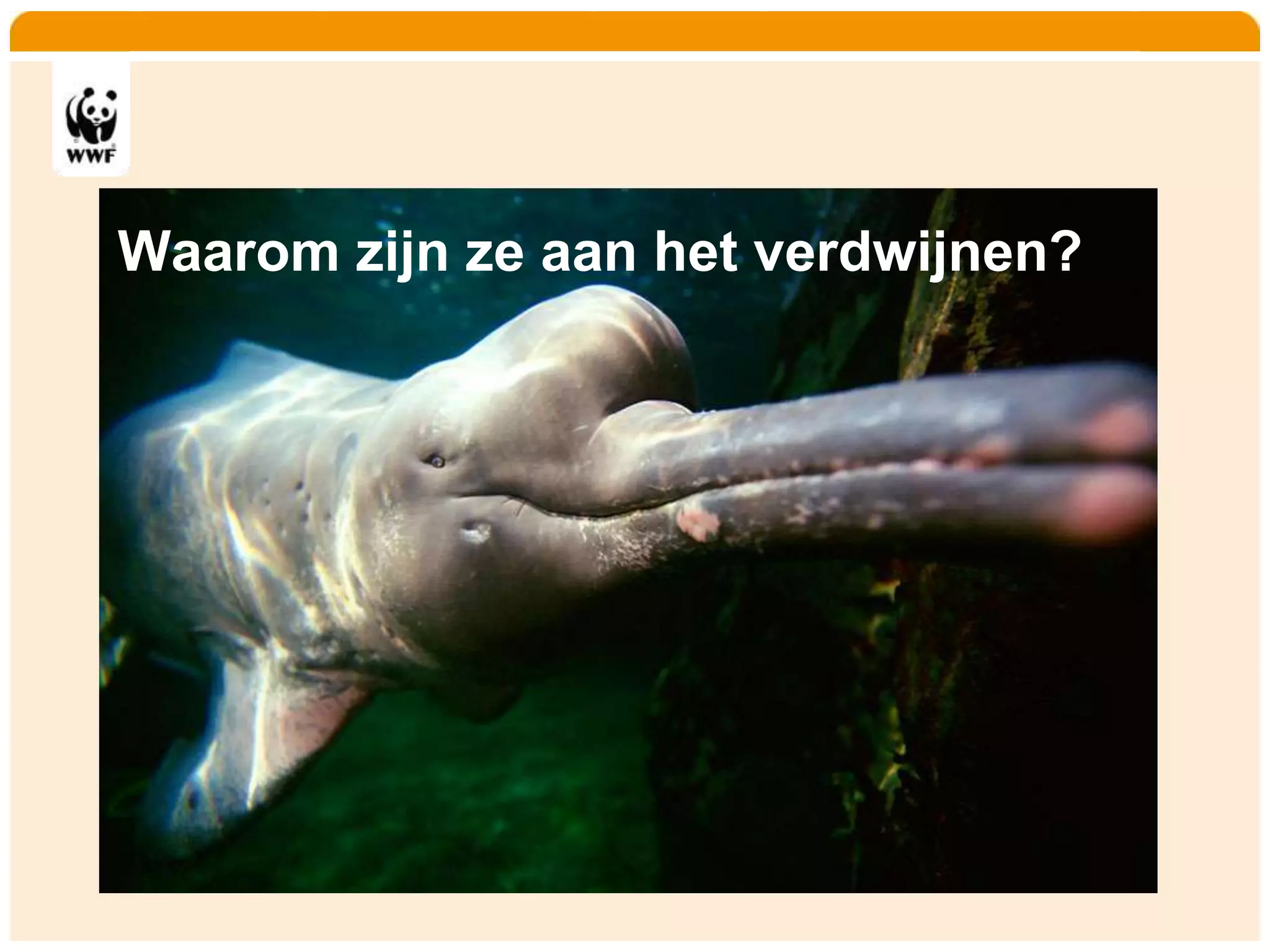 Home    Organisatie   Natuurbescherming   Projecten   Marketing en Communicatie   Contact




       Waarom zijn ze aan het verdwijnen?
 