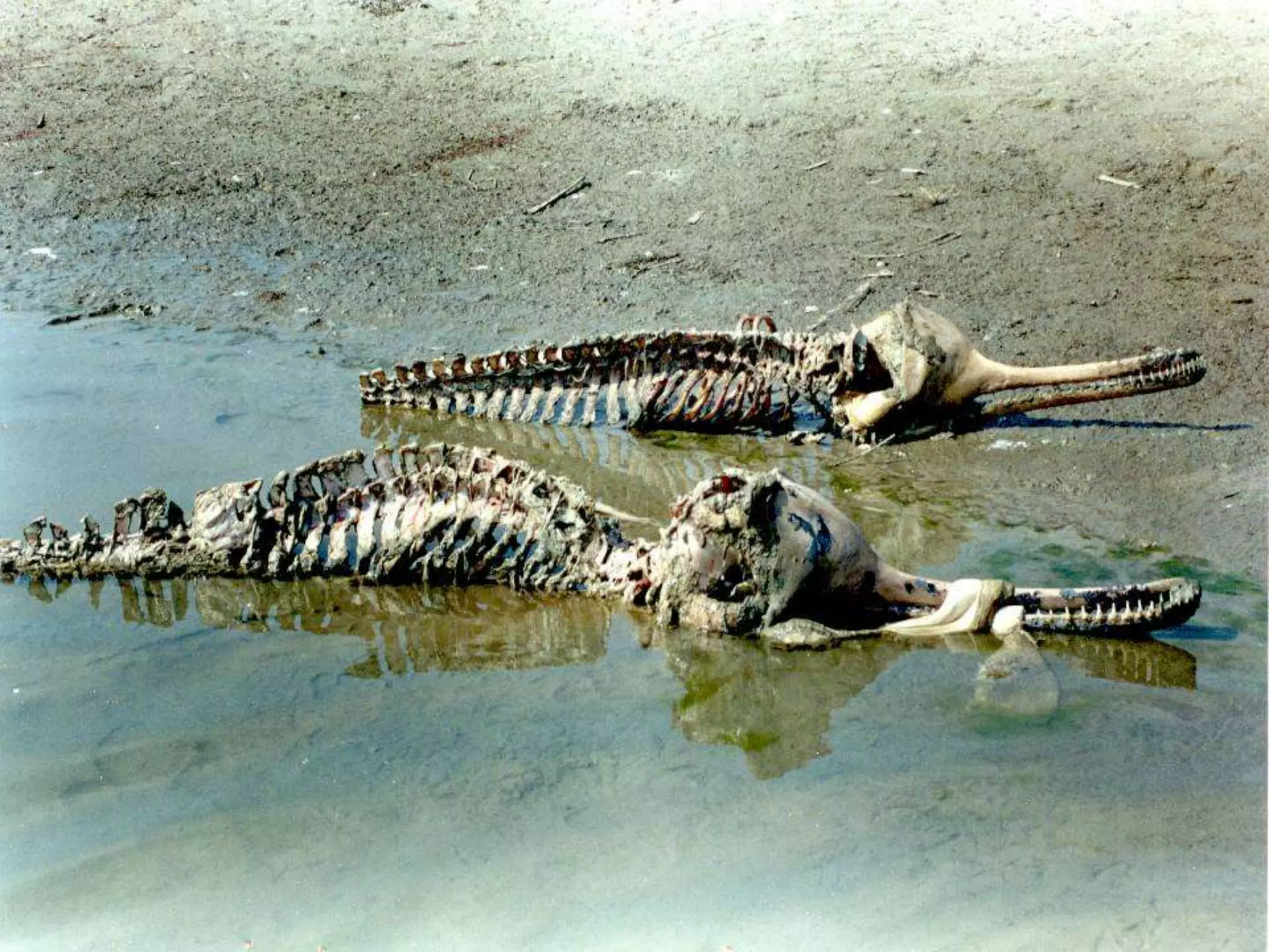 Home   Organisatie   Natuurbescherming   Projecten   Marketing en Communicatie   Contact
 