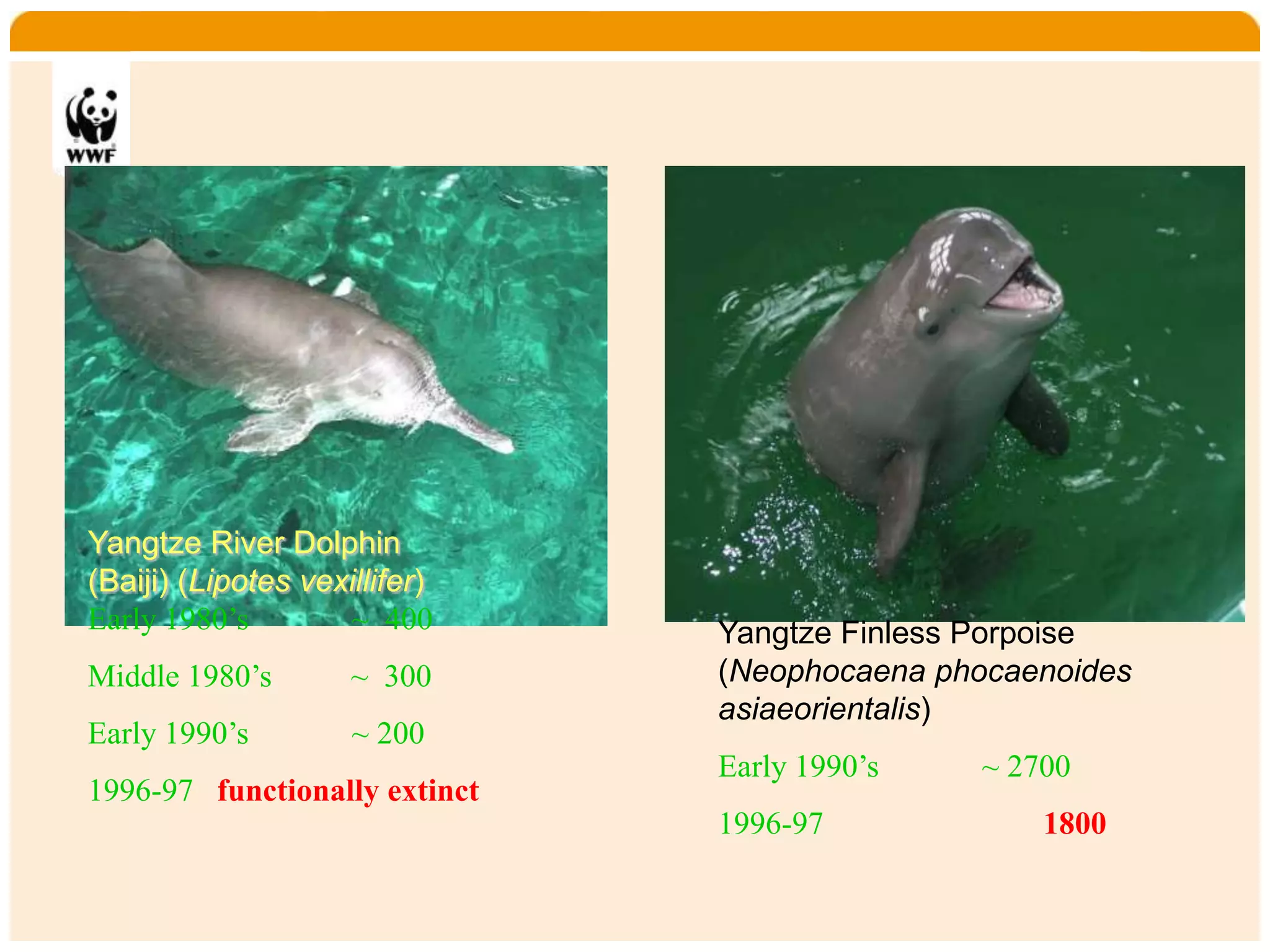 Home    Organisatie    Natuurbescherming   Projecten     Marketing en Communicatie   Contact




  Yangtze River Dolphin
  (Baiji) (Lipotes vexillifer)
  Early 1980’s        ~ 400                        Yangtze Finless Porpoise
  Middle 1980’s        ~ 300                       (Neophocaena phocaenoides
                                                   asiaeorientalis)
  Early 1990’s         ~ 200
                                                   Early 1990’s         ~ 2700
  1996-97 functionally extinct
                                                   1996-97                   1800
 