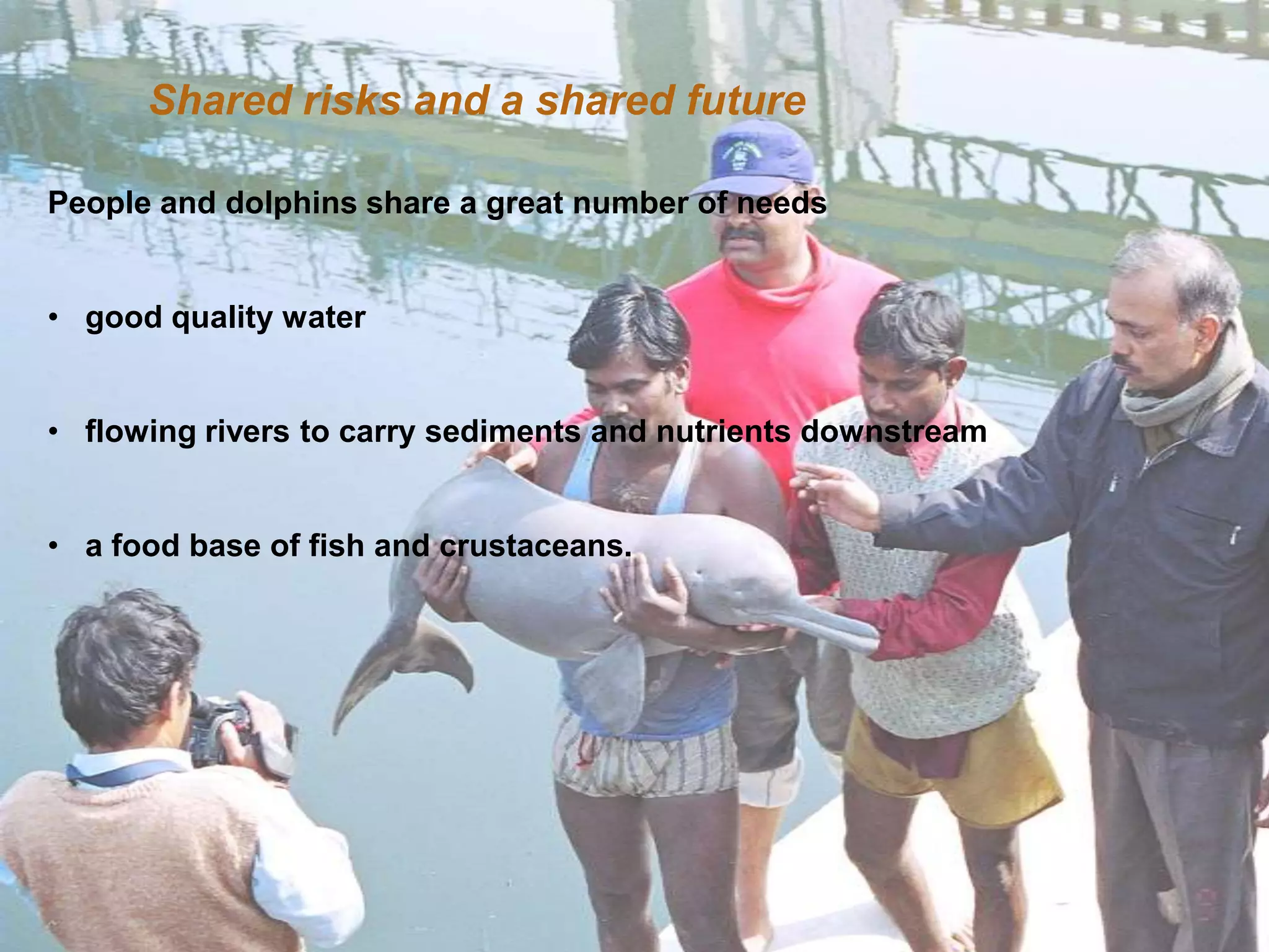 Home    Organisatie   Natuurbescherming   Projecten   Marketing en Communicatie   Contact


       Shared risks and a shared future

People and dolphins share a great number of needs


• good quality water


• flowing rivers to carry sediments and nutrients downstream


• a food base of fish and crustaceans.
 