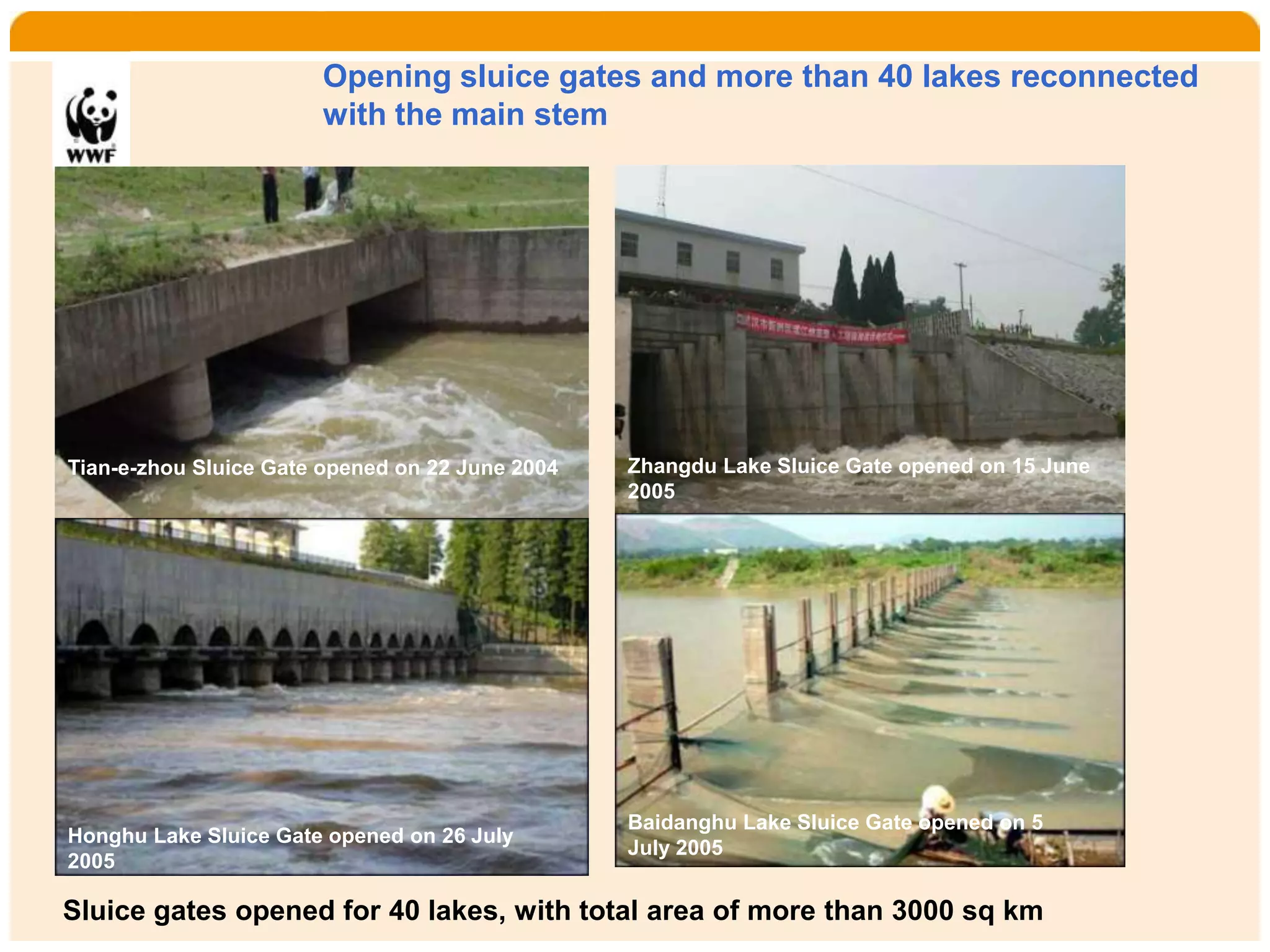 Home      Organisatie       Natuurbescherming     Projecten       Marketing en Communicatie    Contact

                        Opening sluice gates and more than 40 lakes reconnected
                        with the main stem




 Tian-e-zhou Sluice Gate opened on 22 June 2004   Zhangdu Lake Sluice Gate opened on 15 June
                                                  2005




                                                  Baidanghu Lake Sluice Gate opened on 5
 Honghu Lake Sluice Gate opened on 26 July
                                                  July 2005
 2005

 Sluice gates opened for 40 lakes, with total area of more than 3000 sq km
 