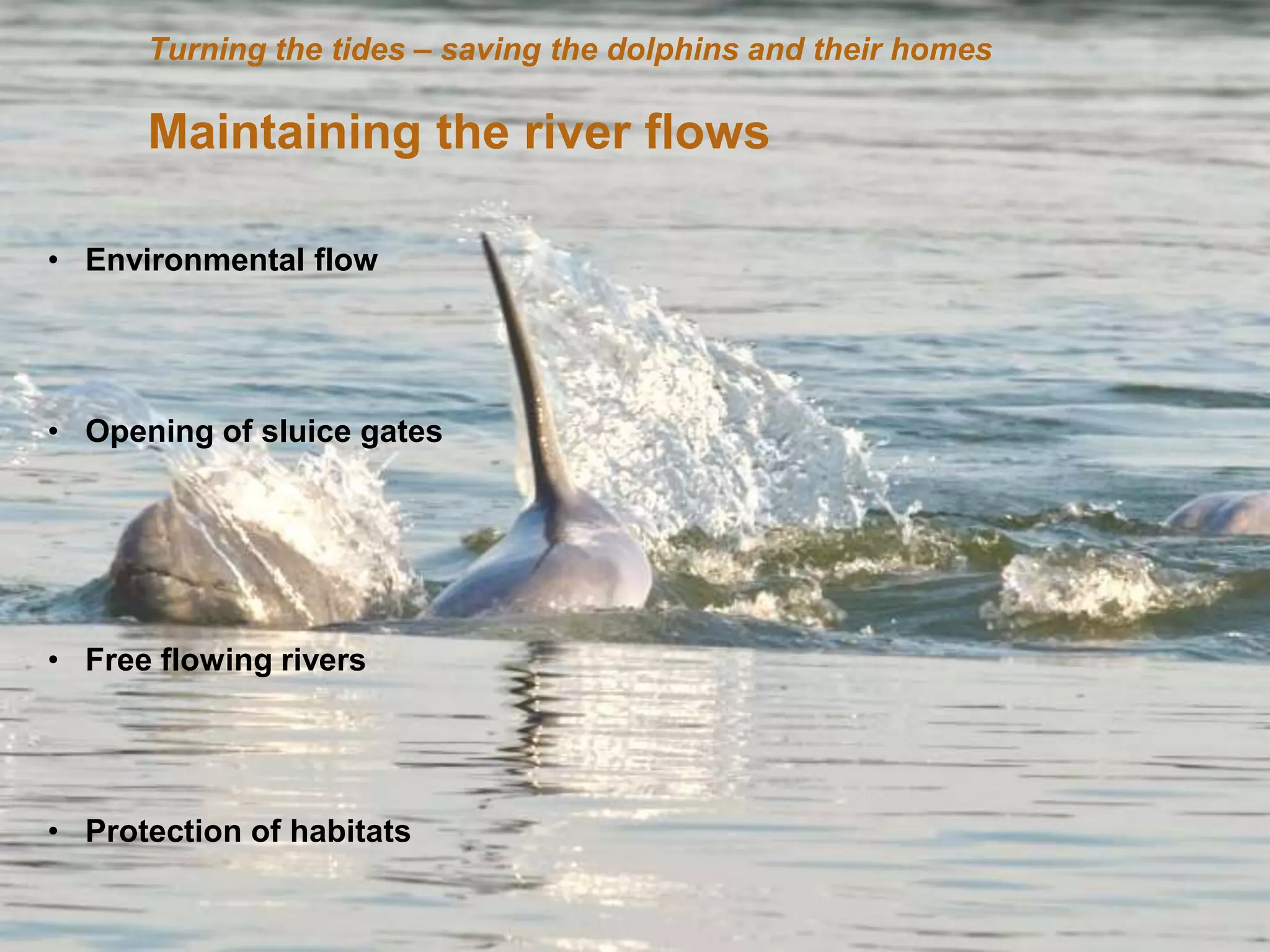 Home    Organisatie   Natuurbescherming   Projecten   Marketing en Communicatie   Contact
       Turning the tides – saving the dolphins and their homes

       Maintaining the river flows

• Environmental flow




• Opening of sluice gates




• Free flowing rivers




• Protection of habitats
 