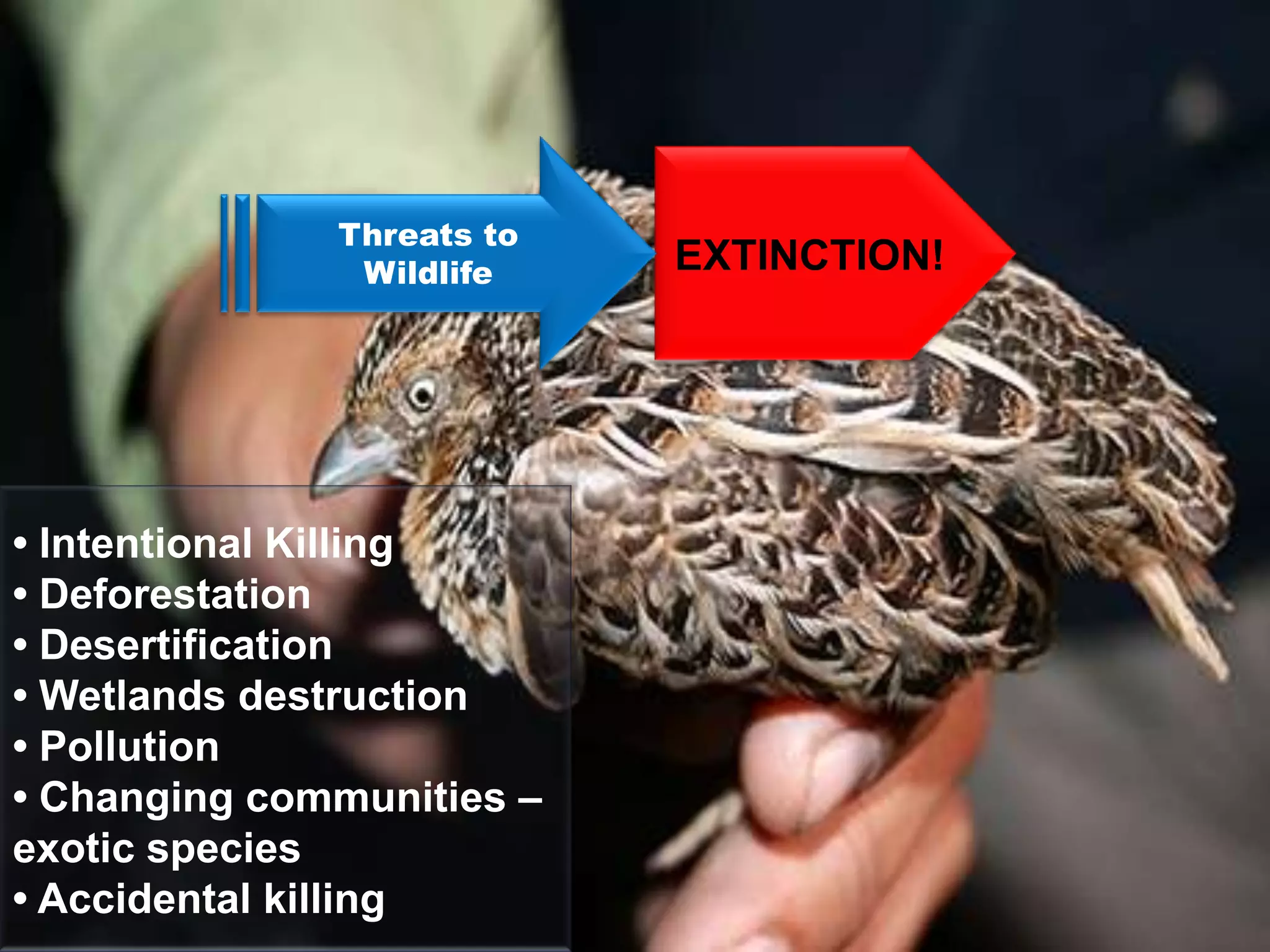 Threats to
               Wildlife    EXTINCTION!




• Intentional Killing
• Deforestation
• Desertification
• Wetlands destruction
• Pollution
• Changing communities –
exotic species
• Accidental killing
 
