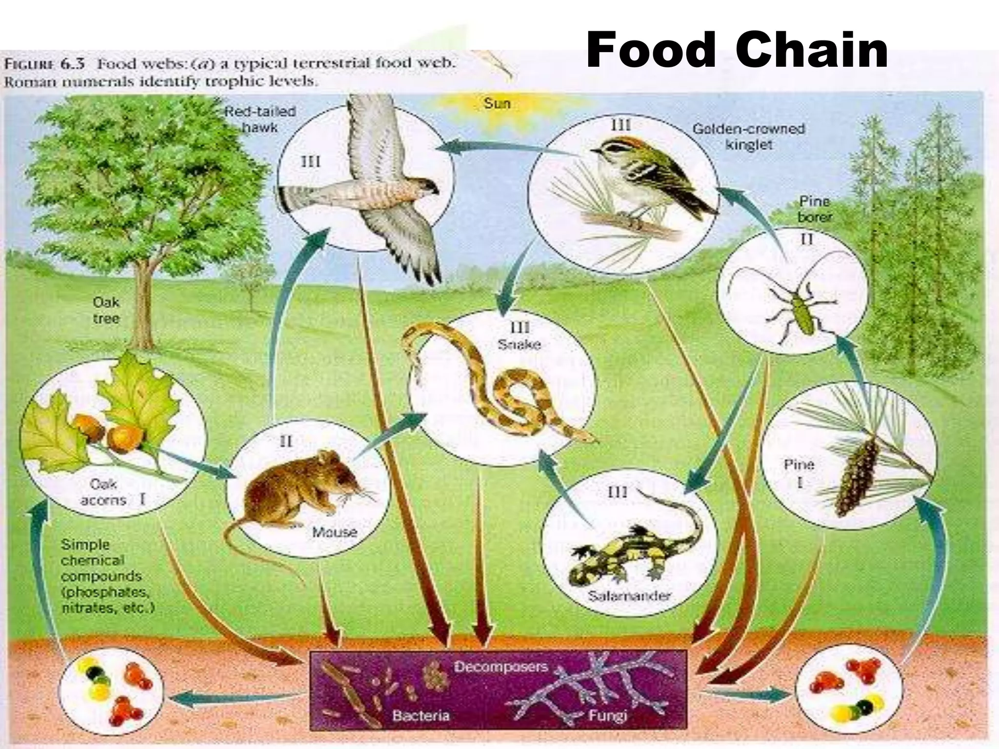 Food Chain
 