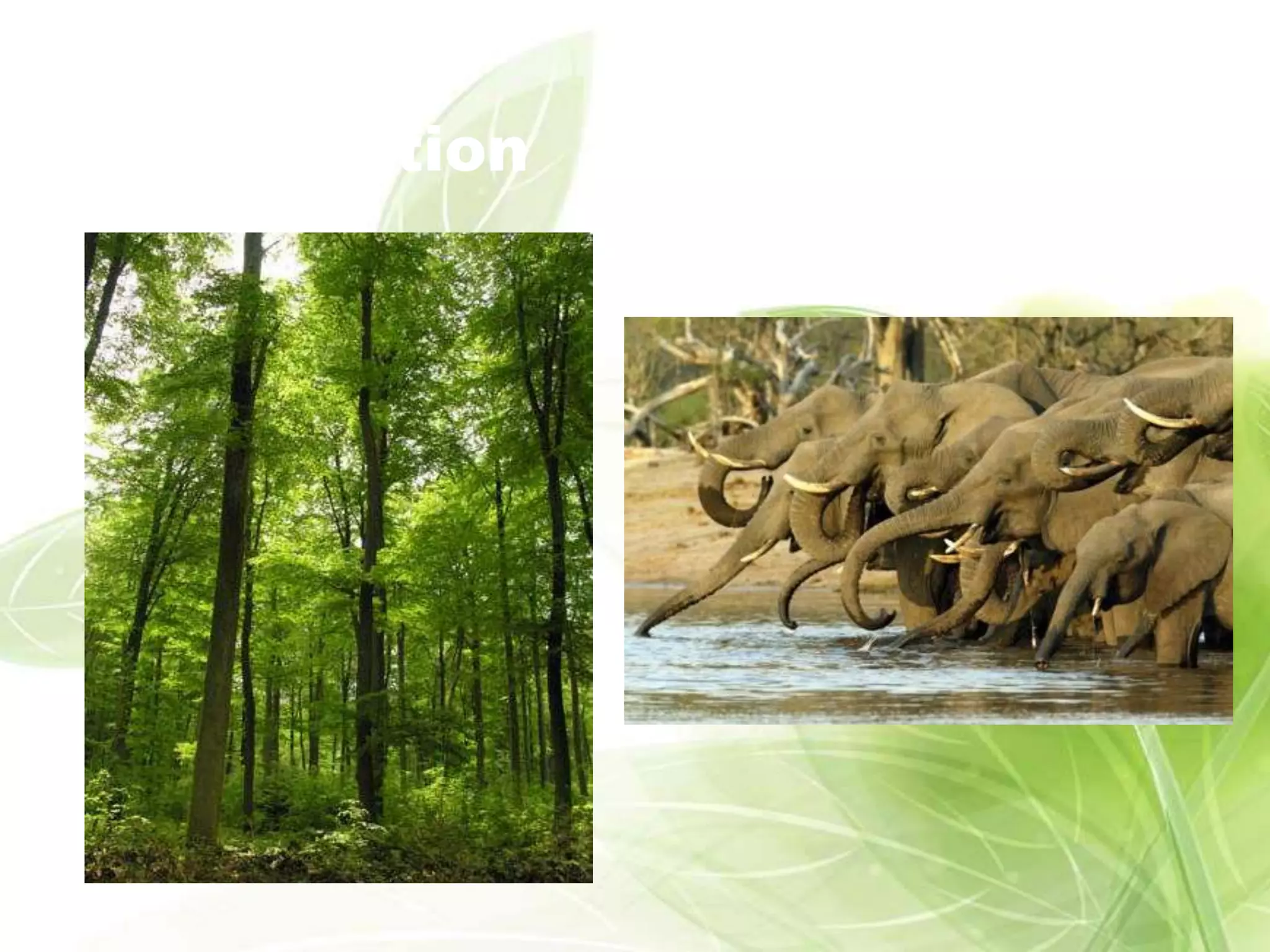 Plant         Animal
Competition   Competition
 