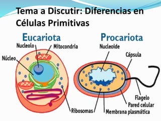 Tema a Discutir: Diferencias en
Células Primitivas
 