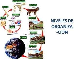 NIVELES DE
ORGANIZA
  -CIÓN
 