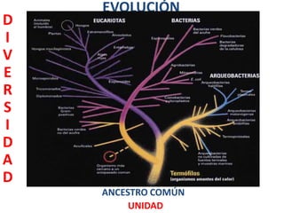 EVOLUCIÓN
D
I
V
E
R
S
I
D
A
D
    ANCESTRO COMÚN
         UNIDAD
 