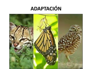 ADAPTACIÓN
 