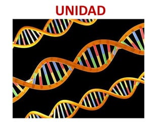 UNIDAD
 