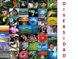D
I
V
E
R
S
I
D
A
D
 