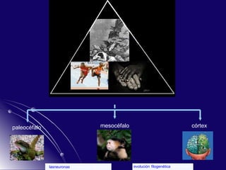 paleocéfalo mesocéfalo córtex lasneuronas , las edades del cerebro   evolución   filogenética  del cerebro   