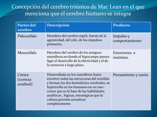 Concepción del cerebro triúnico de Mac Lean en el que
menciona que el cerebro humano se integra
Partes del
cerebro
Descripción Producto
Paleocéfalo Heredero del cerebro reptil, fuente de la
agresividad, del celo, de los impulsos
primarios.
Impulso y
comportamiento
Mesocéfalo Heredero del cerebro de los antiguos
mamíferos en donde el hipocampo parece
ligar el desarrollo de la efectividad y el de
la memoria a largo plazo.
Emociones e
instintos.
Córtex
(corteza
cerebral)
Desarrollada en los mamíferos hasta
envolver todas las estructuras del encéfalo
y formas los dos hemisferios cerebrales, se
hipertrofia en los humanos en un neo-
cortex que es la base de las habilidades
analíticas , lógicas, estratégicas que la
cultura permite actualizar
completamente.
Pensamiento y razón.
 
