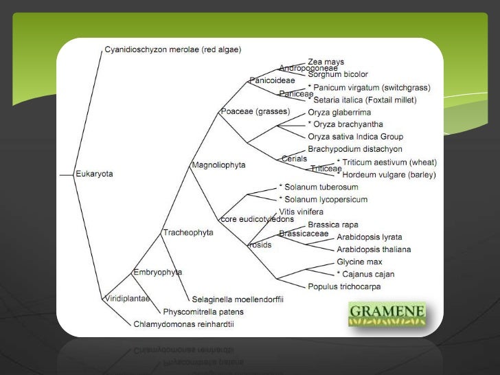 Ensembl plants hsf_d_bolser_2012