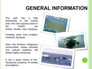 GENERAL INFORMATION
The     park   has     a    high
biodiversity in the marine
area, the main species found in
the          Pacific         are
sharks, whales, rays, stingrays,

trumpets, saws, tuna, snapper,
mackerel, buriques.


Utría has Embera indigenous
communities, whose activities
and cultural traditions still
remain highly conserved.


It has a great variety of fish.
Temporary presence of whales
and dolphins.
 