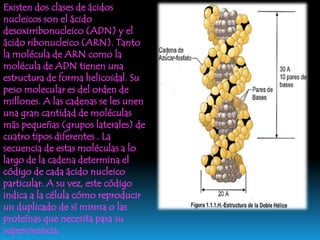 Ácido desoxirribonucleico (ADN), material genético de todos los organismos celulares y casi todos los virus. El ADN lleva la información necesaria para dirigir la síntesis de proteínas y la replicación. Se llama síntesis de proteínas a la producción de las proteínas que necesita la célula o el virus para realizar sus actividades y desarrollarse. La replicación es el conjunto de reacciones por medio de las cuales el ADN se copia a sí mismo cada vez que una célula o un virus se reproduce y transmite a la descendencia la información que contiene. En casi todos los organismos celulares el ADN está organizado en forma de cromosomas, situados en el núcleo de la célula.