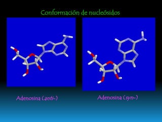 Propiedades de los nucleótidos1. Carácter ácido debido al fosfato2. Solubilidad incrementada respecto al nucleósido3. Máximo de absorbancia UV a 260 nm4. Misma reactividad que bases y nucleósidos