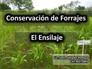 Conservación de Forrajes

       El Ensilaje

               Lic. Zoot. Amador Pontaza
                            Cel. 30373843
 