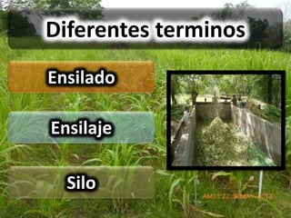 Diferentes terminos
Ensilado

Ensilaje

  Silo
 